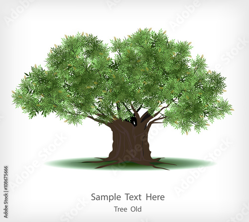 Old tree on white background