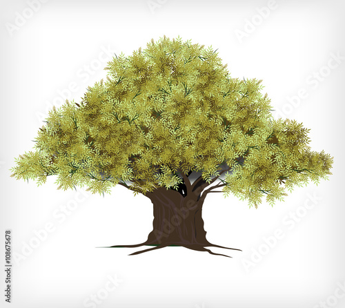 Old tree on white background