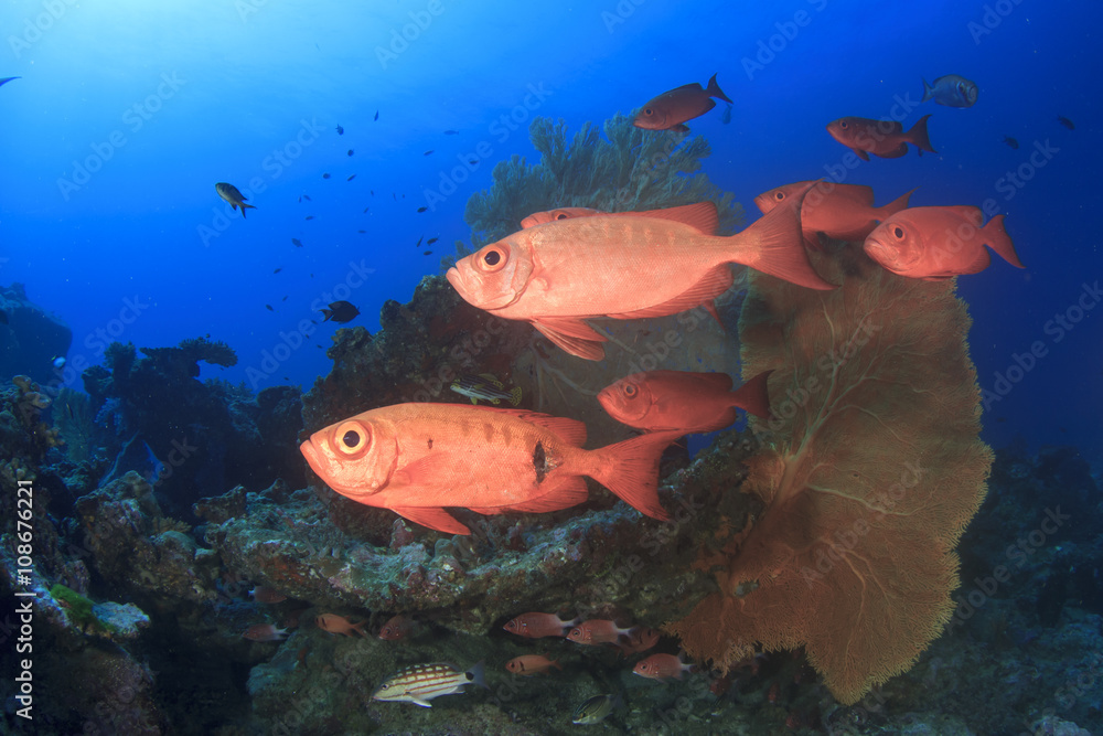 Naklejka premium Underwater coral reef and fish in ocean