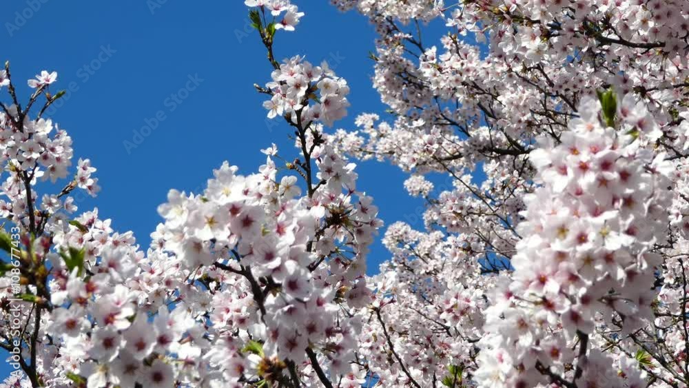 桜 sakura Vol.13 桜 sakura Vol.13