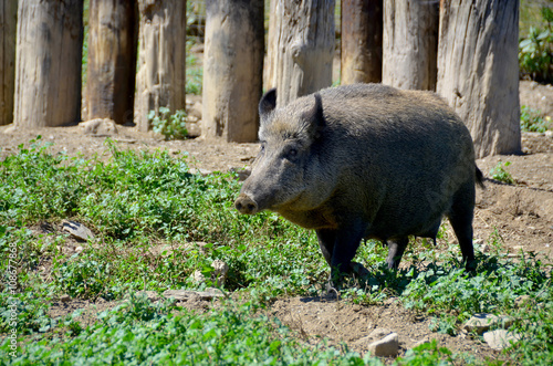 Warthog or Common Warthog  photo