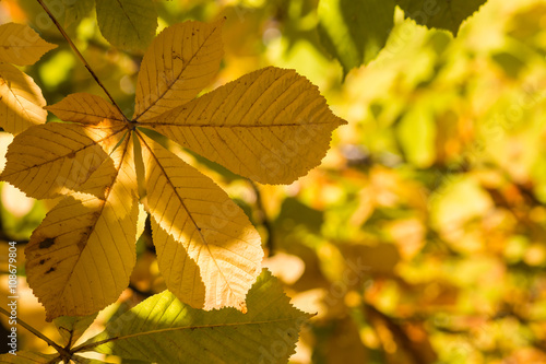 horse-chestnut leaves in autumn