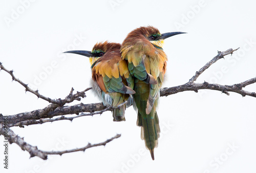 Bee eaters sitting close in cold