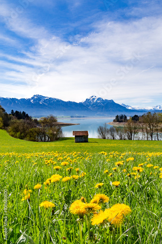 Löwenzahnwiese in Bayern mit Bergen und See