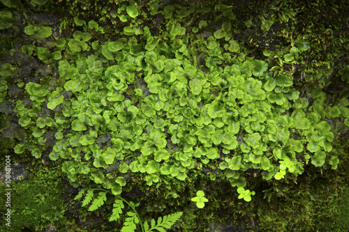 Thallose liverwort, Conocephalum, on moist walls of a grotto, Gl