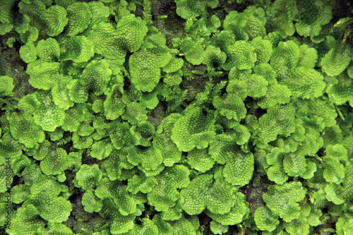 Thallose liverwort, Conocephalum conicum, on moist rock in Glastonbury, Connecticut. photo