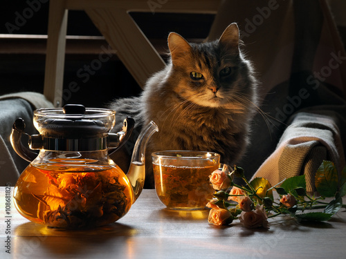 Green tea is brewed in a transparent chaynike.Zavarka in the form of a flower. On the table with a cup of tea, rose flowers. Still life. big cat sits nearby. Evening, evening light