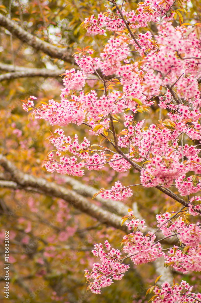Pink Sakura flower blooming in Thailand Pink Sakura flower blooming in Thailand