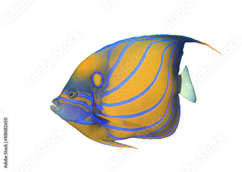 Tropical fish : Blue-ringed Angelfish isolated on white background