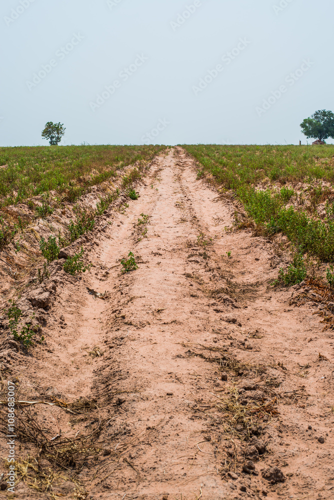 Cassava or manioc plants field in thailand