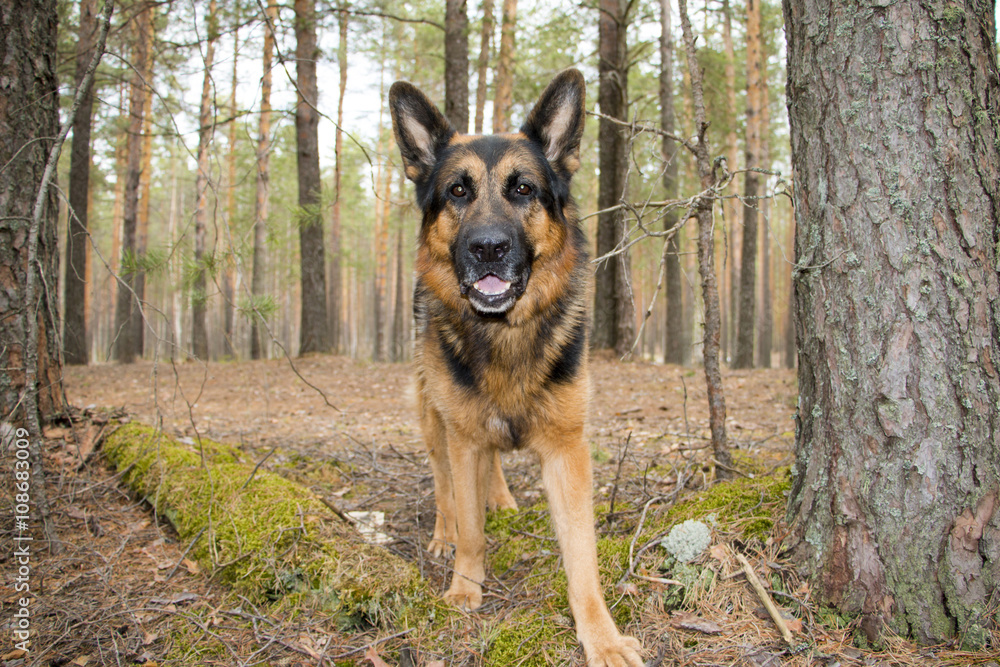 German shepherd dog in beautiful spring day German shepherd dog in beautiful spring day