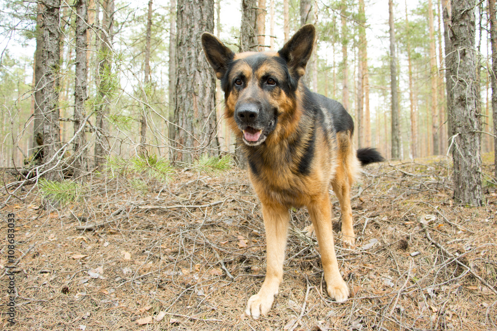 German shepherd dog in beautiful spring day German shepherd dog in beautiful spring day
