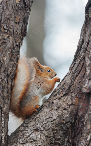 Eurasian red squirrel (Sciurus vulgaris) © Sergey Ryzhkov