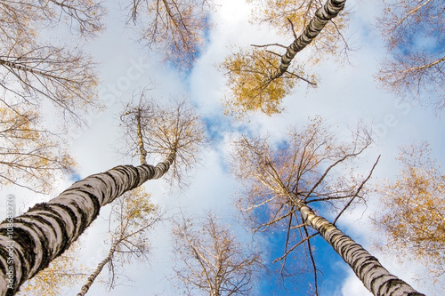 Crowns of trees birch on a background of clouds in the autumn