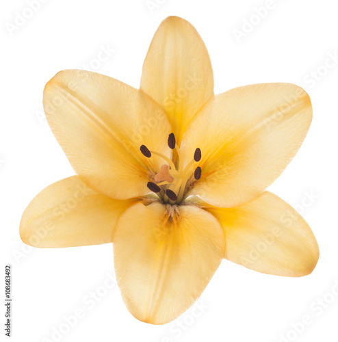 Fototapeta Naklejka Na Ścianę i Meble -  lily