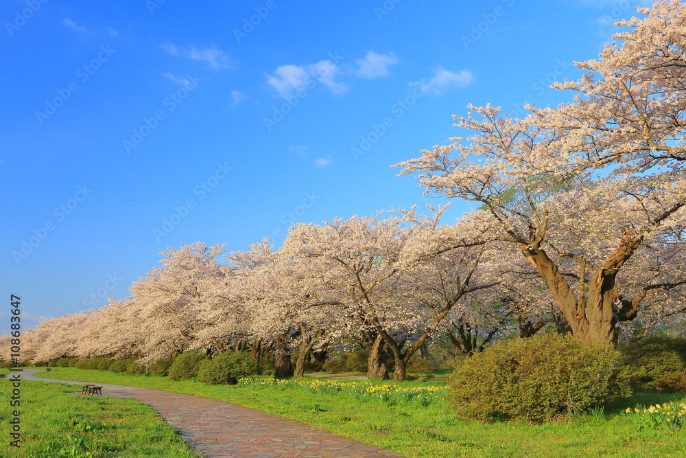 北上　春の展勝地　桜並木