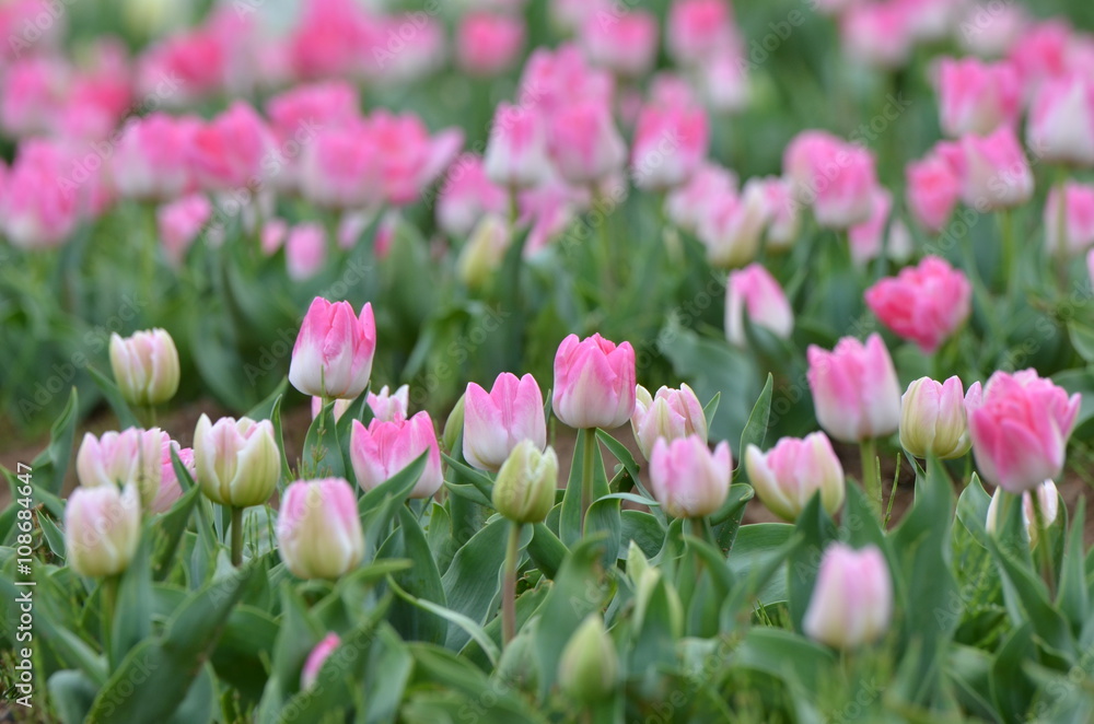 Fototapeta premium チューリップ