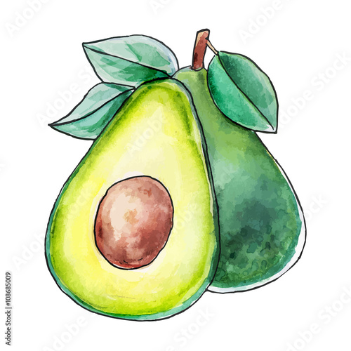 Painted in watercolor avocado with leaves on a white background. Vector illustration