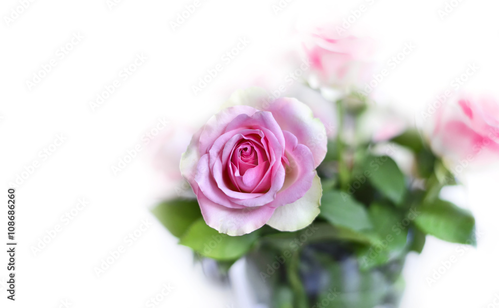 Pink roses on a white background with selective focus. Pink roses on a white background with selective focus.