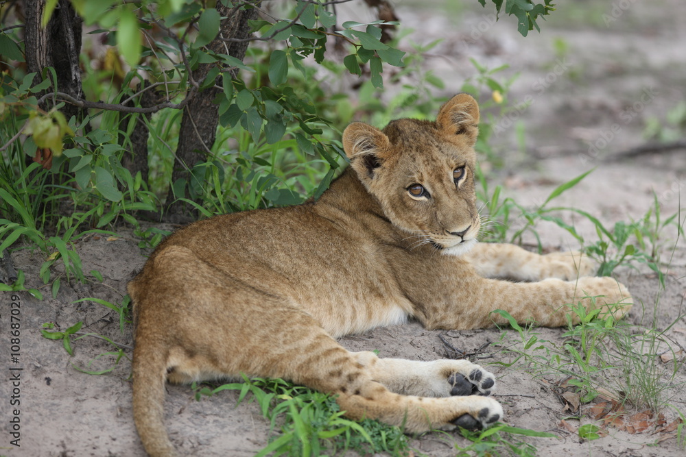 baby lion wild dangerous mammal africa savannah Kenya