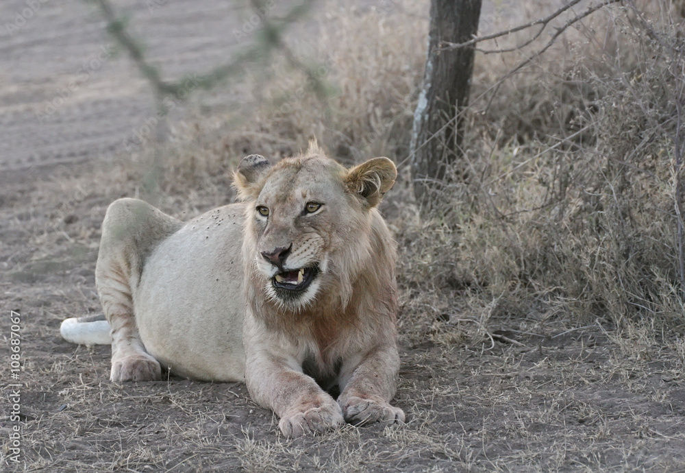 lion wild dangerous mammal africa savannah Kenya lion wild dangerous mammal africa savannah Kenya