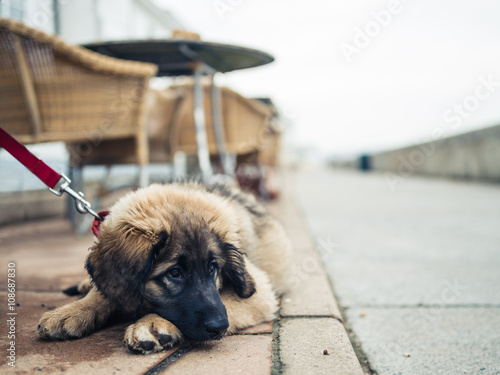 Fototapeta Naklejka Na Ścianę i Meble -  Leonberger puppy under table at cafe outside