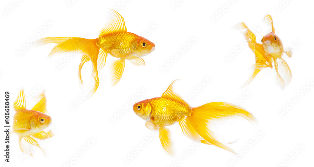 Beautiful goldfish swimming Beautiful goldfish swimming