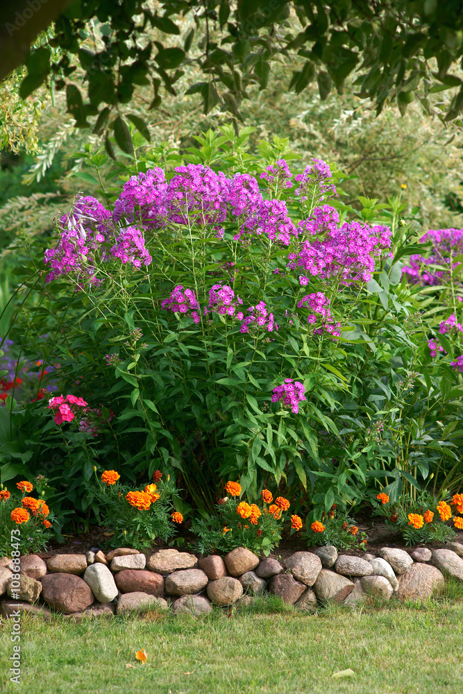 Flowerbed with phlox and tagetes - obrazy, fototapety, plakaty 