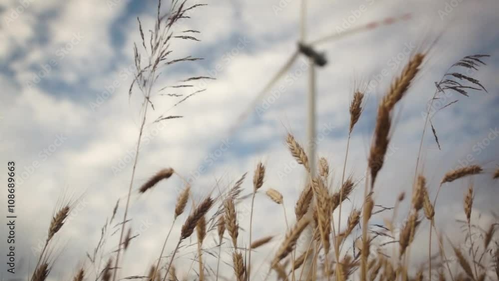 Panoramic shot with wheat and wind turbine
Panoramic shot with wheat and wind turbine