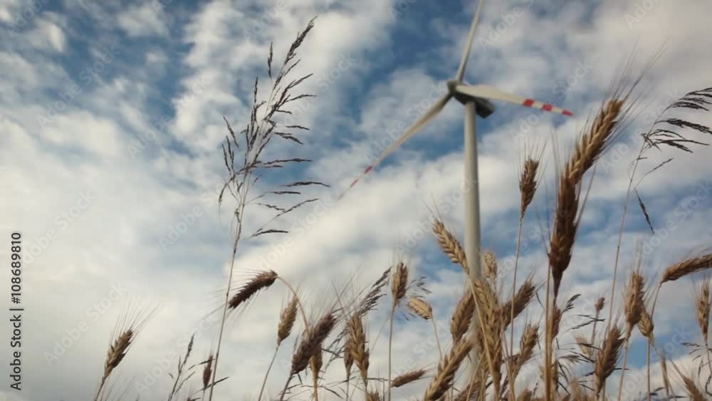 Panoramic shot with wheat and wind turbine
Panoramic shot with wheat and wind turbine