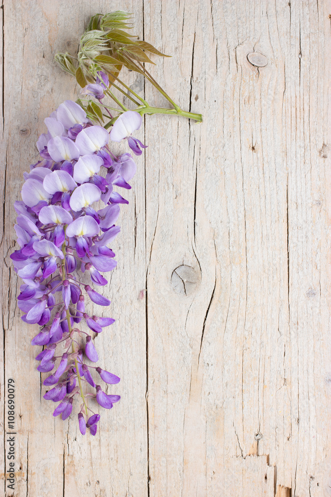 Violet wisteria flowers on white wooden background Violet wisteria flowers on white wooden background
