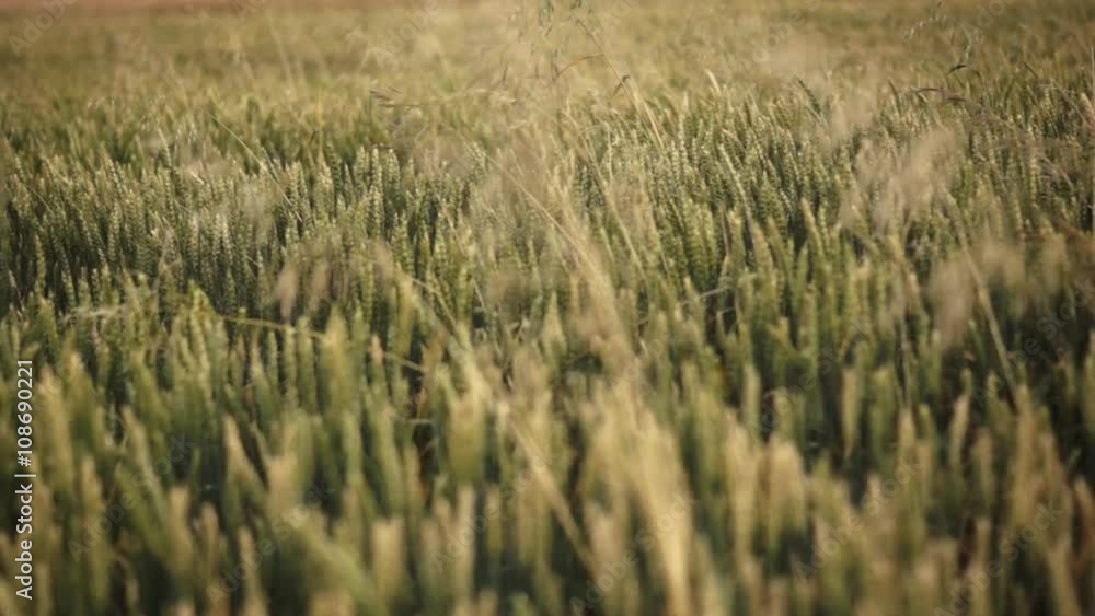 camera slide over green wheat during early summer or end of spring camera slide over green wheat during early summer or end of spring