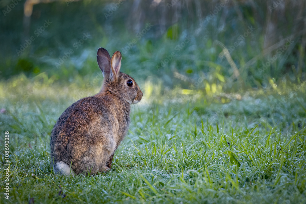 Naklejka premium Young wild common rabbit (Oryctolagus cuniculus) sitting and alert in a meadow on a frosty morning surrounded by grass and dew