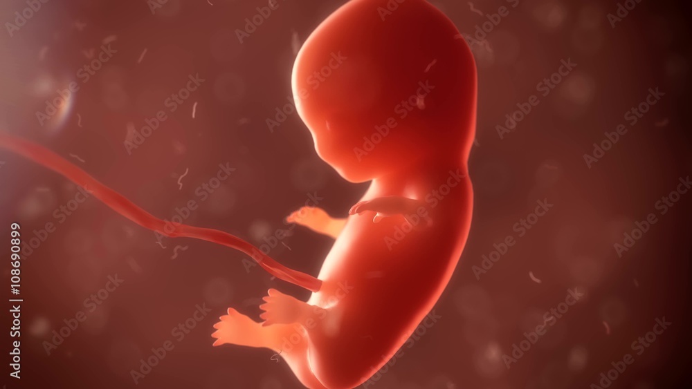 Φωτογραφία embryo phase of born 3d render