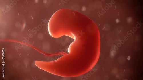 embryo phase of born  photo