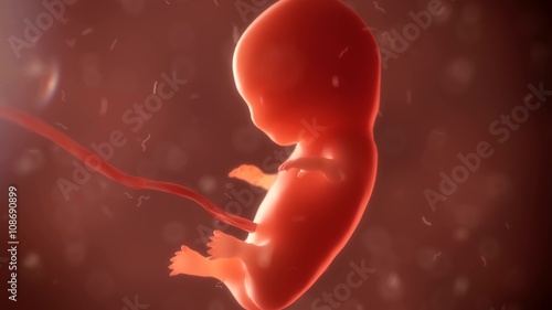 Photo embryo phase of born 3d render