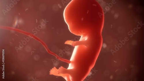 embryo phase of born 3d render photo