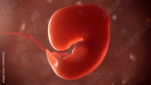 embryo timelapse of born 
