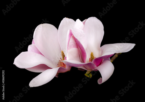 Blooming magnolia flowers