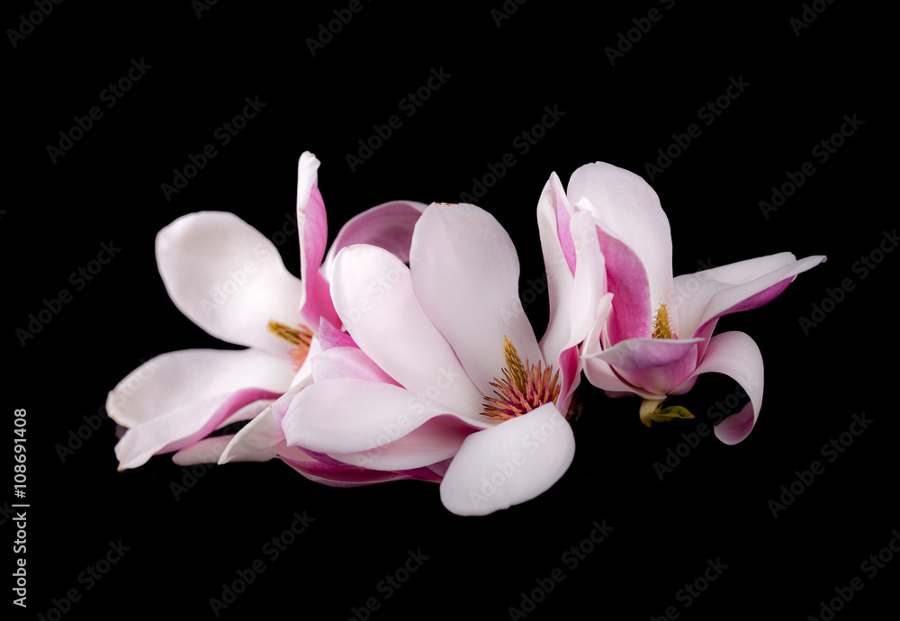 Blooming magnolia  flowers