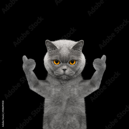 cat showing thumb up and welcomes -- Isolate on black background