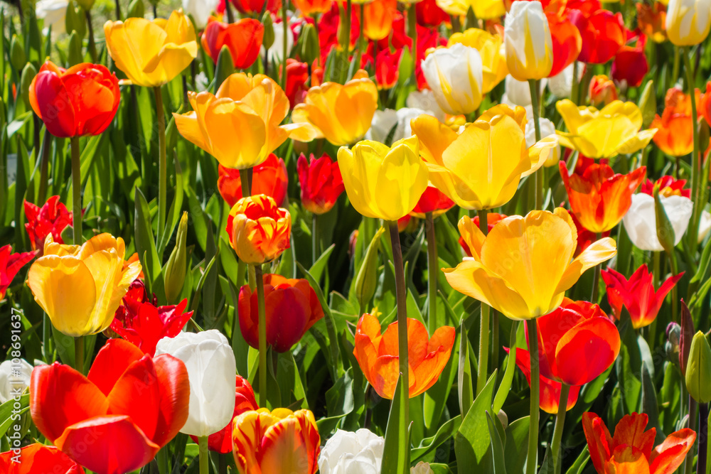 Tulpenvielfalt Tulpenvielfalt