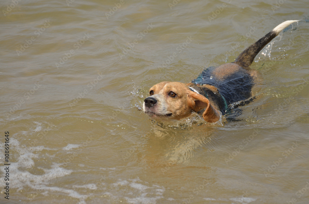 Dog swimming in the sea (Beagle - Selective focus) Dog swimming in the sea (Beagle - Selective focus)