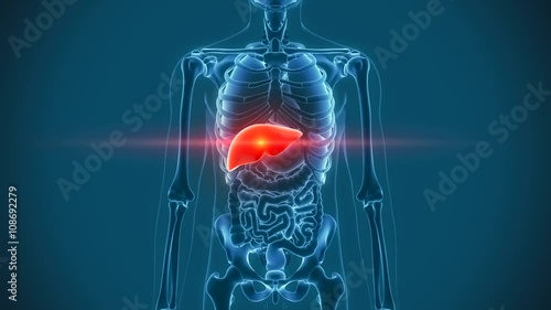 organs pain liver photo