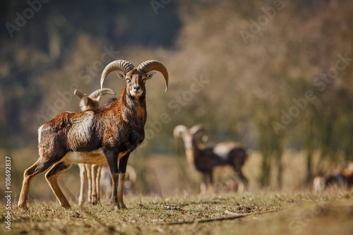 big european mouflon on the grassland/big european mouflon on the grassland of czech republic photo