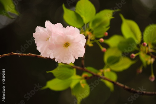 ピンクの花が愛らしい八重桜
ソメイヨシノに遅れて咲く八重桜、花のぽっちゃり感が何とも愛らしい。 photo