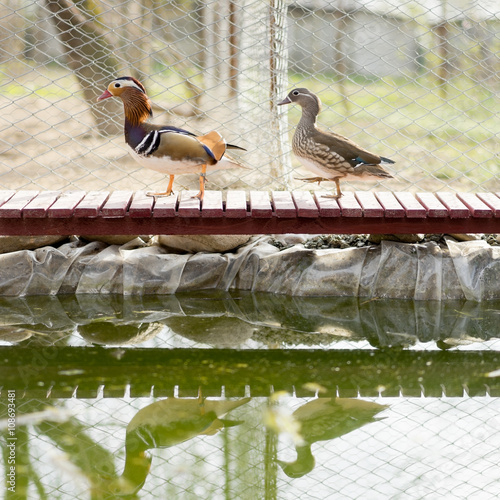 mandarin ducks photo