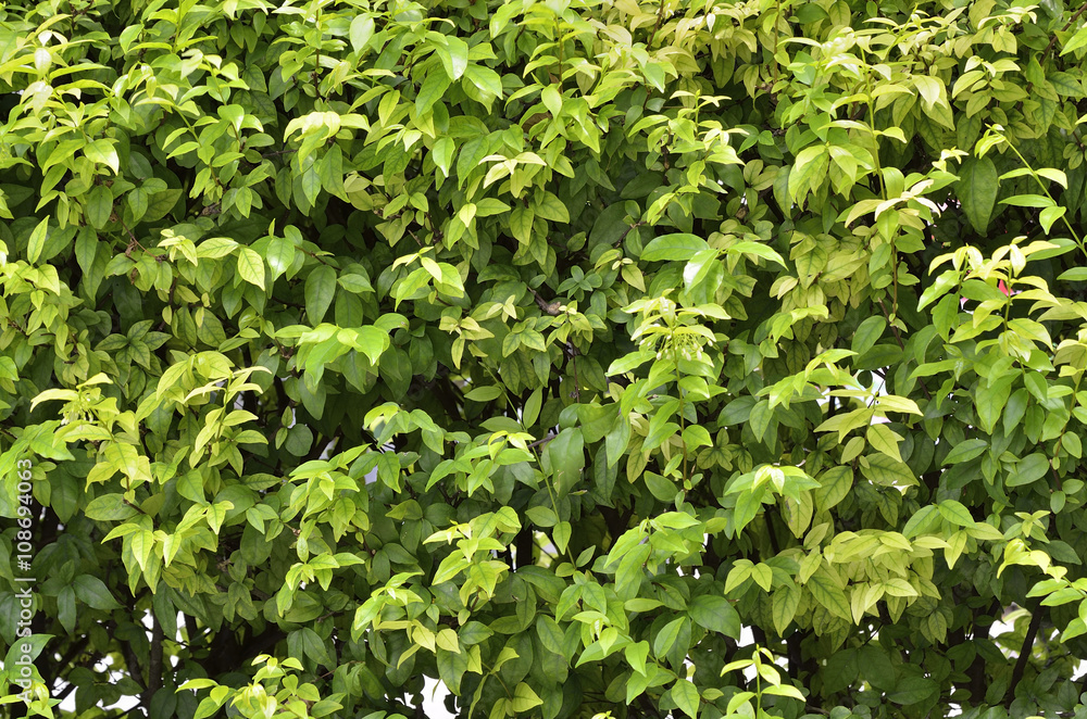 Green leaf wall or background
