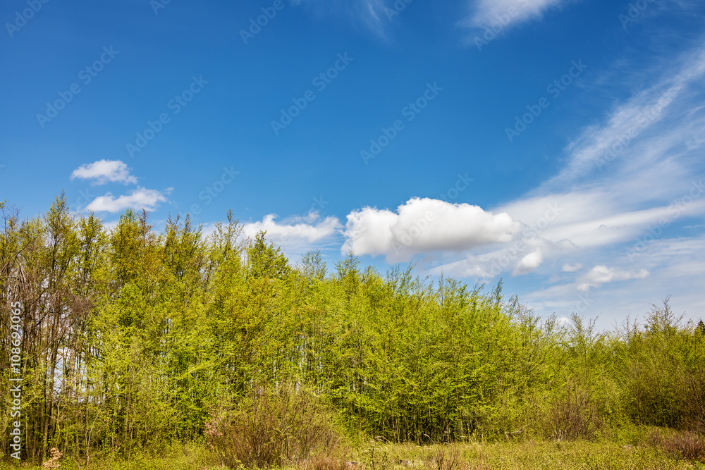 Spring forest and blue sky
