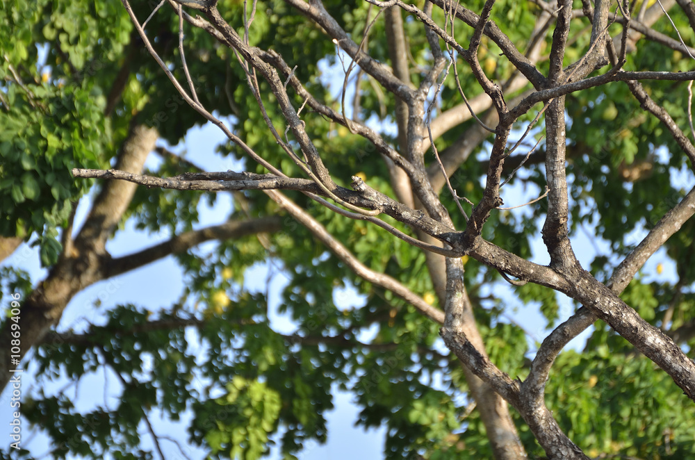 Branch in summer season (Select focus)
Branch in summer season (Select focus)